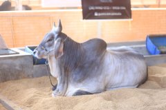 IMG_0684.JPG
